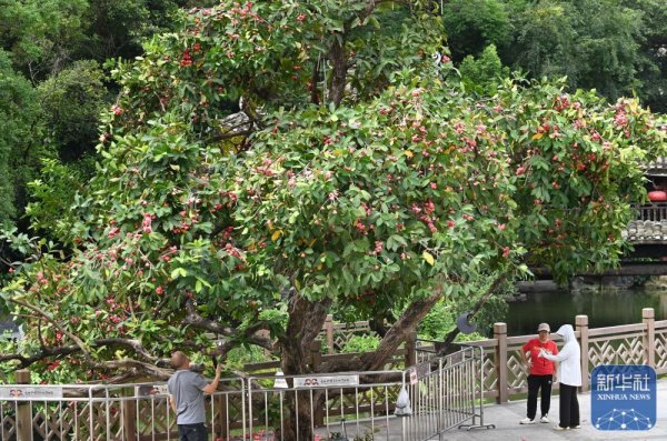 豪配投资 广西南宁：夏日路树果飘香